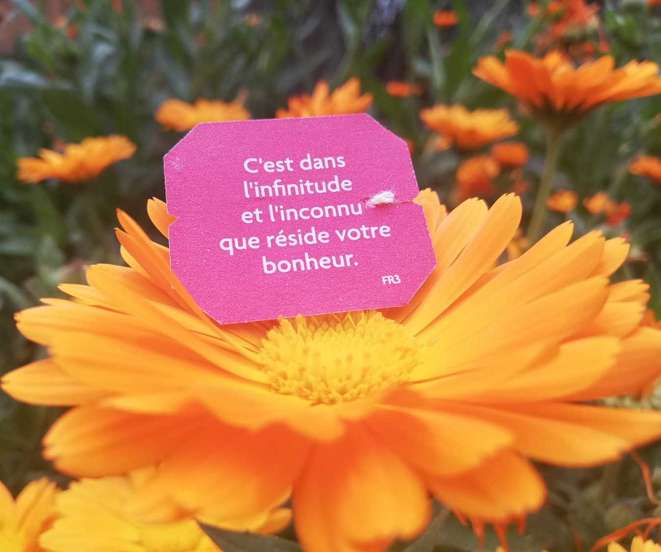 A propos fleur Cecilia Yoga Infinitude